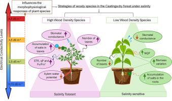 Salt stress tolerance strategies vary between different functional groups of plants of native semi-arid species