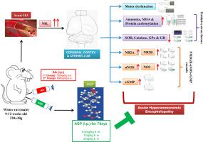 Andrographolide prevents acute hyperammonemia-induced motor dysfunction in rats. Evidences for its mechanism of action