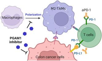 A phosphoglycerate mutase 1 allosteric inhibitor restrains TAM-mediated colon cancer progression