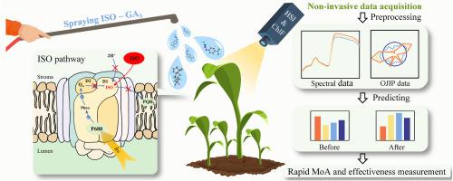 Developing fluorescence hyperspectral imaging methods for non-invasive detection of herbicide safeners action mechanism and effectiveness