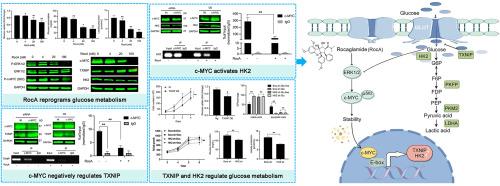 Rocaglamide reprograms glucose metabolism in erythroleukemic cells via c-MYC transcriptional regulation of TXNIP and HK2