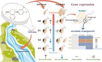 Maternal Daphnia magna exposure to the antidepressant sertraline causes molting disorder, multi-generational reproductive and serotonergic dysfunction