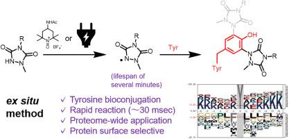 Tyrosine bioconjugation using stably preparable urazole radicals