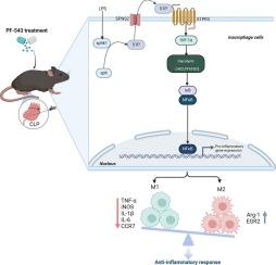 Targeting SphK1/S1PR3 axis ameliorates sepsis-induced multiple organ injury via orchestration of macrophage polarization and glycolysis