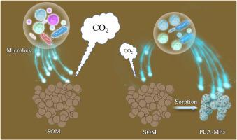 Polylactic acid microplastics induced negative priming and improved carbon sequestration via microbial processes in different paddy soils