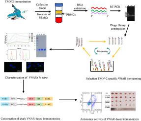 A novel shark VNAR antibody-based immunotoxin targeting TROP-2 for cancer therapy