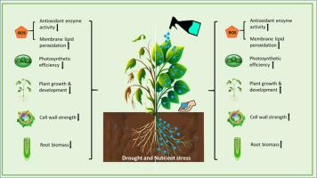 Fascinating role of nanosilica in mitigating drought and nutrient stress – A review