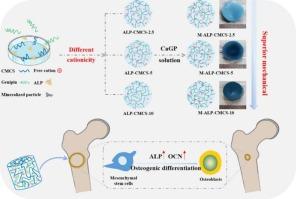 Reinforced enzyme mineralized chitosan hydrogels with superior mechanical and osteogenic properties