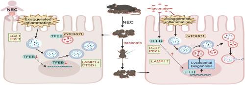 Itaconic acid ameliorates necrotizing enterocolitis through the TFEB-mediated autophagy-lysosomal pathway