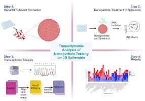 Transcriptomic investigation of NP toxicity on HepaRG spheroids