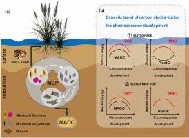Microbial necromass carbon contributed to soil organic carbon accumulation and stabilization in the newly formed inland wetlands