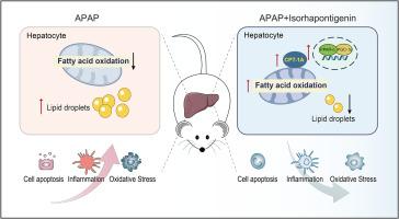 Isorhapontigenin alleviates acetaminophen-induced liver injury by promoting fatty acid oxidation