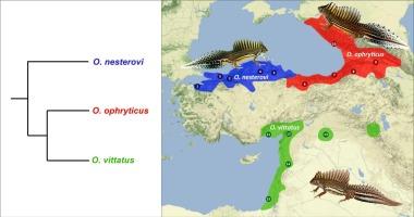 Phylogenomics resolves the puzzling phylogeny of banded newts (genus Ommatotriton)