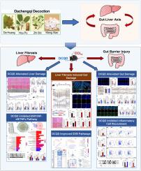 Dachengqi decoction ameliorated liver injury in liver fibrosis mice by maintaining gut vascular barrier integrity