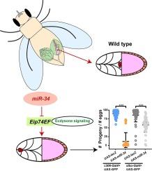 MicroRNA-34 disrupts border cell migration by targeting Eip74EF in Drosophila melanogaster