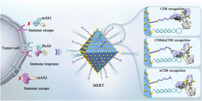 Multiepitope recognition technology promotes the in-depth analysis of antibody‒drug conjugates