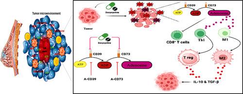 Antagonists of CD39 and CD73 potentiate doxycycline repositioning to induce a potent antitumor immune response