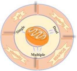 Single/dual/multi-responsive fluorescent probes for multiple analytes in mitophagy: A review