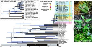 Phylogenetic origin of dioecious Callicarpa (Lamiaceae) species endemic to the Ogasawara Islands revealed by chloroplast and nuclear whole genome analyses