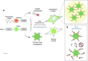 Drug Discovery for Diseases with High Unmet Need Through Perturbation of Biomolecular Condensates