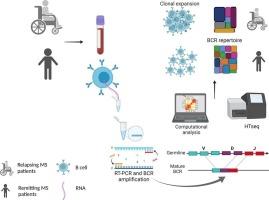 Comparative analysis of the B cell receptor repertoire during relapse and remission in patients with multiple sclerosis