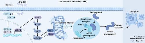 PX-478 induces apoptosis in acute myeloid leukemia under hypoxia by inhibiting the PI3K/AKT/mTOR pathway through downregulation of GBE1