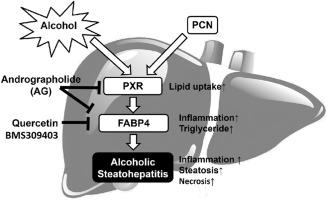 Activation of pregnane X receptor sensitizes alcoholic steatohepatitis by transactivating fatty acid binding protein 4