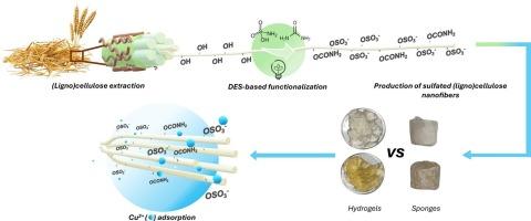 Manufacturing sulfated cellulose nanofibers using a unique combined DES-based pretreatment-functionalization protocol for metal ion decontamination through porous adsorbents