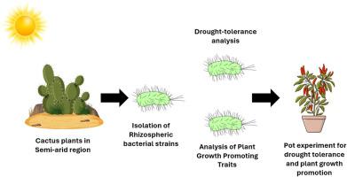 Isolation and characterization of plant growth promoting rhizobacteria from cacti root under drought condition