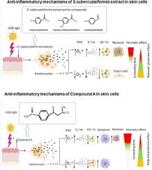 Chemopreventative potential of Salsola tuberculatiformis Botch and Compound A in the differential regulation of IL-1Ra:IL-1α in UVB exposed skin keratinocytes