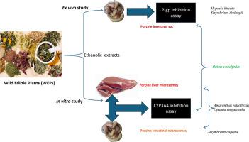 Evaluation of Southern African wild edible plants for potential herb-drug interactions through ex vivo p-glycoprotein and in vitro cytochrome P450 3A4 inhibitory effects