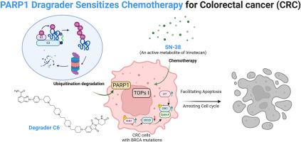 Discovery of a potent PARP1 PROTAC as a chemosensitizer for the treatment of colorectal cancer