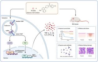 Targeting toll-like receptor 7 as a therapeutic development strategy for systemic lupus erythematosus