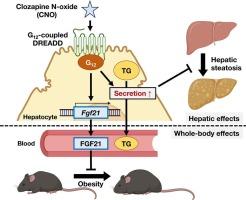 Chemogenetic activation of hepatic G12 signaling ameliorates hepatic steatosis and obesity