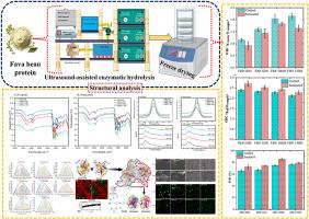 Localized enzymolysis and dual-frequency ultrasound modification of underutilized fava bean protein: Techno-functional, structural, in vitro digestibility, molecular docking, and interrelationship characteristics