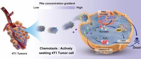 Enzymatic nanomotors with chemotaxis for product-based cancer therapy