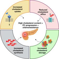 Cholesterol metabolism in pancreatic cancer and associated therapeutic strategies