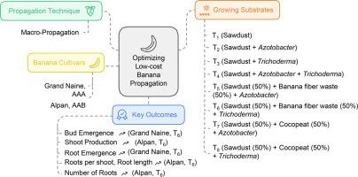 Unveiling the amalgamation of growing substrates and cultivars for low-cost plantlet multiplication in banana