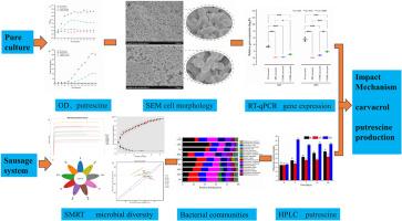 Effect and mechanism of carvacrol on putrescine production by Obesumbacterium proteus in Xinjiang sausage