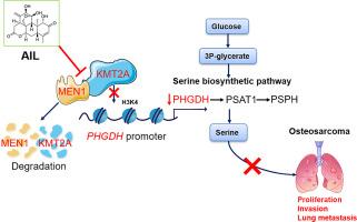 Ailanthone targets the KMT2A-MEN1 complex to suppress lung metastasis of osteosarcoma