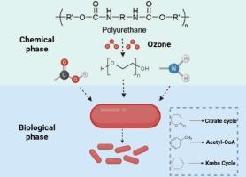 Polyurethane waste valorization: A Two-Phase process using Ozonization and Rhodococcus pyridinivorans fermentation for biofertilizer production