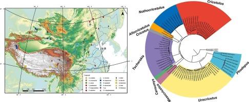 Phylogenomic analyses of hamsters (Cricetinae) inferred from GBS data and mitochondrial genomes