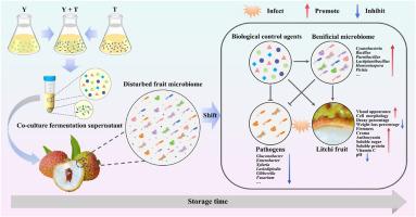 Co-culture fermentation of Debaryomyces hansenii and Bacillus atrophaeus alleviates quality deterioration of litchi fruit by ameliorating microbial community diversity and composition