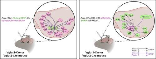 An Island of Reil excitation: Mapping glutamatergic (vGlut1+ and vGlut2+) connections in the medial insular cortex