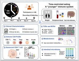 Time-restricted eating reveals a “younger” immune system and reshapes the intestinal microbiome in human