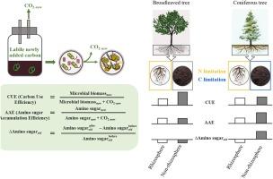 Microbial necromass accrual from newly added labile and native soil carbon in the rhizosphere vs. non-rhizosphere of broadleaved and coniferous trees