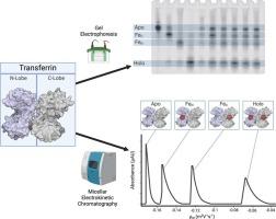 Physiological iron chelators pyrophosphate and citrate have different effects on the proportions of monoferric transferrin metalloforms