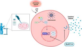 Botulinum toxin A dampened inflammatory response in BV-2 microglial cells