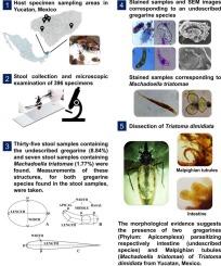 Morphological evidence of gregarines (Phylum: Apicomplexa) in Triatoma dimidiata, Chagas disease vector in Mexico: Rediscovering Machadoella triatomae and a new intestinal gregarine