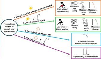 Light pollution disrupts seasonal reproductive phenotypes and reduces lifespan in the West Nile vector, Culex pipiens